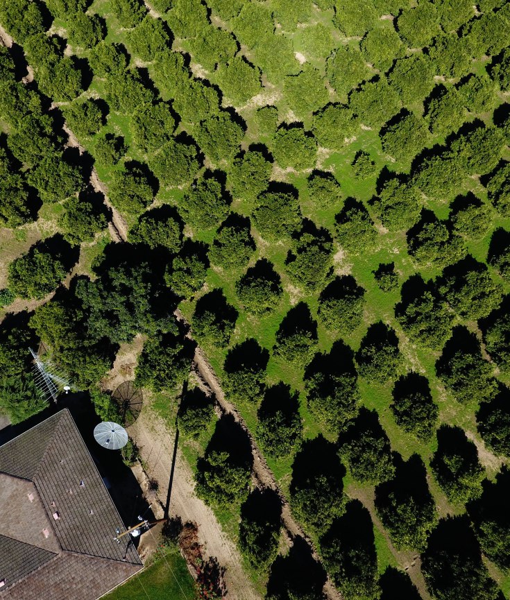 Agriculture 2D & 3D Mapping, Inspection. Orthomosaic, orthoscopic.