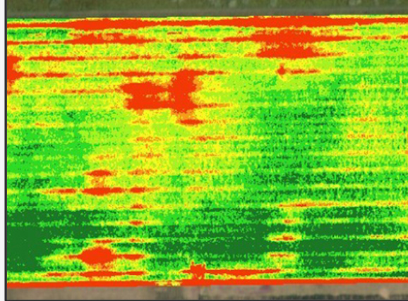 Crop Health (Overhead of a field, colorized)